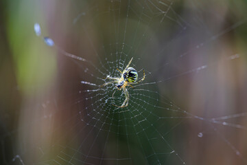 Spider web closeup - 776068626