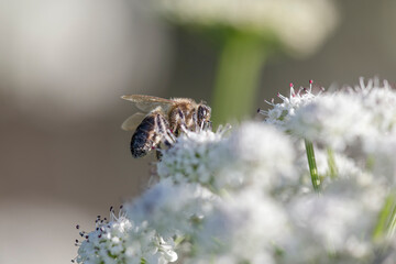 European bee sucking pollen and nectar - 776068628