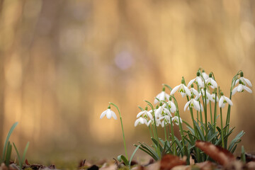 Small group of common snowdrops (Galanthus nivalis). Space for your text. Magic bokeh in...