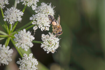 European bee sucking pollen and nectar - 776068663