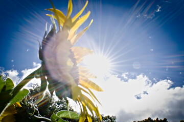 Close up of sunflower against a sun flaring on the camera lens with blue sky and clouds - Powered by Adobe