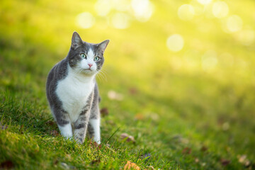 Young tabby cat in a spring meadow