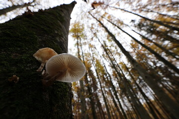 Oudemansiella mucida in the autumn beech forest Germany - obrazy, fototapety, plakaty
