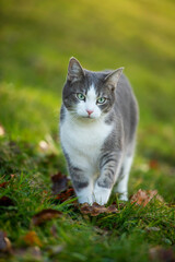 Young tabby cat in a spring meadow - 776069803