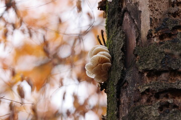 Oudemansiella mucida in the autumn beech forest Germany - obrazy, fototapety, plakaty