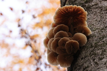Oudemansiella mucida in the autumn beech forest Germany