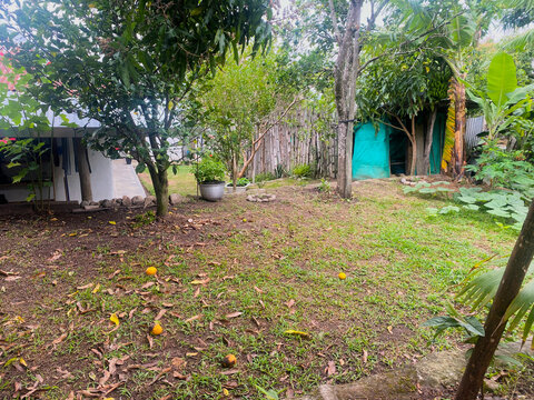 edificio, bosque, paisaje, viaje, rural, agua, &aacute;rbol, pa&iacute;s, tradicional, pueblo, Bali, antiguo, arquitectura, naturaleza, jard&iacute;n, hierba, parque, madera, japon&eacute;s, Jap&oacute;n, casa, verano
