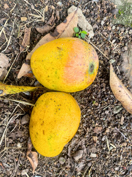 Hermosos Mango colombiano recien caigo del &aacute;rbol