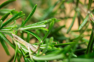 rosemary plant green macro close up 
