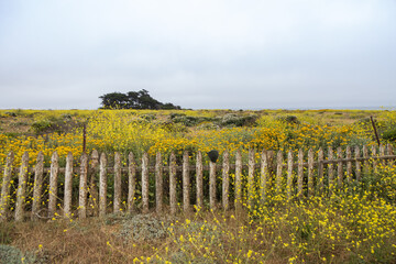 Field of yellow wildflowers and fence