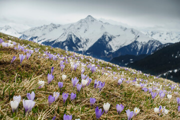 Krokusblumenwiese mit einem schneebedecktem Berg im Hintergrund