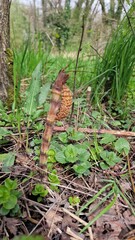 caterpillar