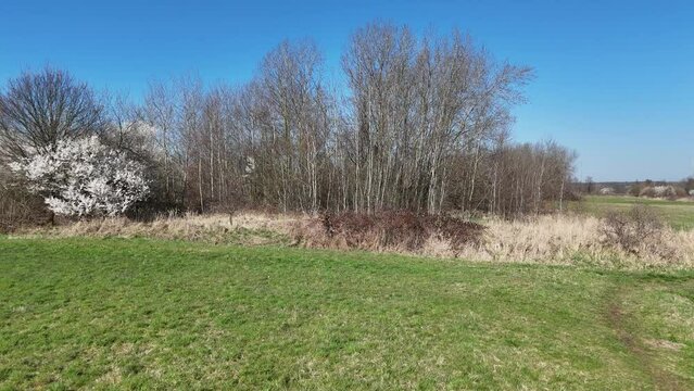 Wiese und Hecke