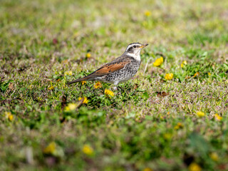 地面を歩くツグミ