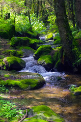 Forest flowing water