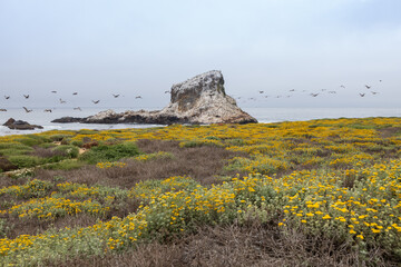 Yellow super bloom on the California coastline