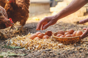 Homemade chicken eggs are held by a farmer in his hands. Selective focus.