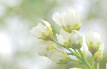 Close-up of a flowering cherry tree with white flowers. Blurred background photo with soft focus. Close-up macro photography of nature,...