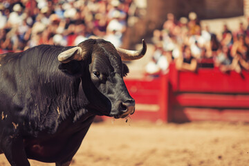 Toro negro con grandes cuernos  en una plaza llena de gente con valla roja durante una corrida de toros española - obrazy, fototapety, plakaty