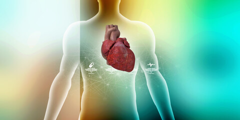 3d illustration  Anatomy of Human Heart 
