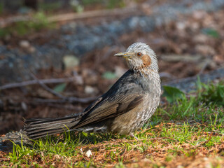 地面を歩くヒヨドリ