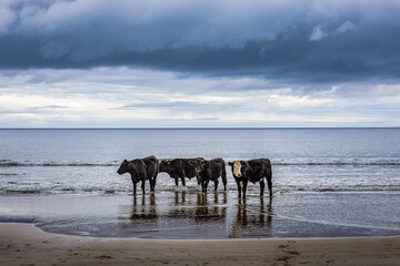 A group of cows relaxing and taking a bath in the northern sea of Ireland. Vertical shot.