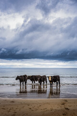 A group of cows relaxing and taking a bath in the northern sea of Ireland. Horizontal shot.