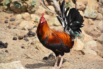 Looking into the Face of a Rooster