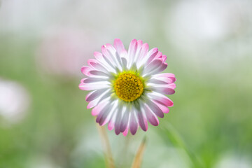 Daisy flower (Bellis perennis) in the sun, close-up, shallow depth of field.