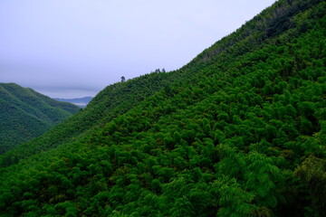 Fototapeta na wymiar Green bamboo forest on mountain. Nature landscape
