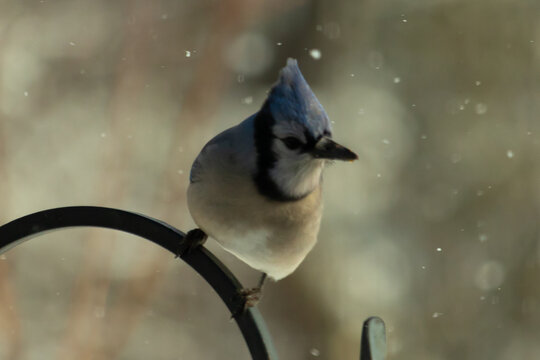 This beautiful blue jay was perched on the metal hook in this picture. Snowflakes falling all around this bird. The colors of his feathers standing out. His mohawk standing straight up as if focused.