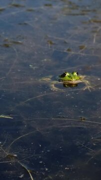 Slow motion of marsh frog (Pelophylax ridibundus) trying to catch a grasshopper. Green frog sitting in the water patiently and waiting for lunch. Aquatic animal hunting in a pond.