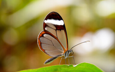 Greta oto transparent winged butterfly resting on a green leaf.Selective focus.
