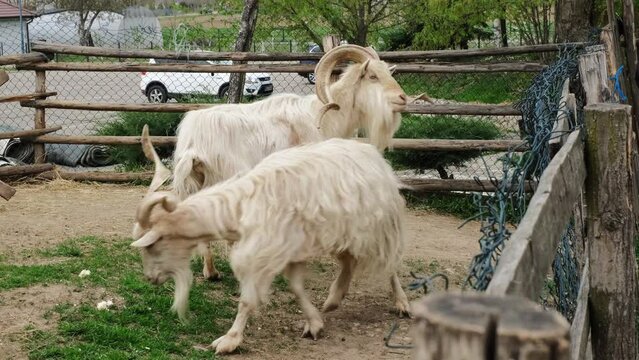 Zoo worker stands behind a fence and feeds the animals bread. Two shaggy white goats with big branching horns