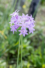 Beautiful Society Garlic (tulbaghia violacea) flowers.