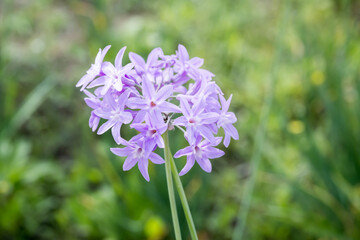 Beautiful Society Garlic (tulbaghia violacea) flowers.