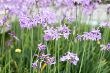 Beautiful Society Garlic (tulbaghia violacea) flowers.