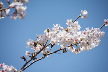 桜の枝