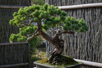view of a Japanese white pine in a botanic garden