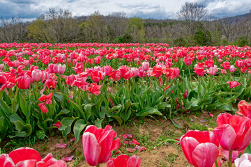 Rows of vibrant pink tulips in a field