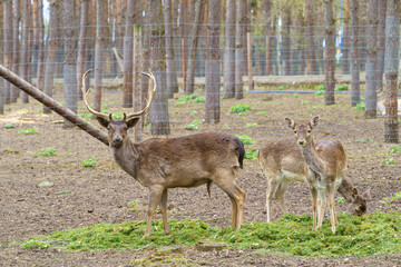 male and two female European fallow deer in an enclosure
