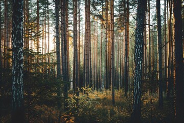 A serene forest scene as the golden sunlight softly pierces through the tall, dense pine trees, illuminating the woodland floor. - obrazy, fototapety, plakaty