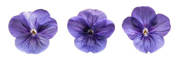 Triple Purple Violets