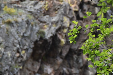 beautiful details of green tree leaves on a friends hiking path