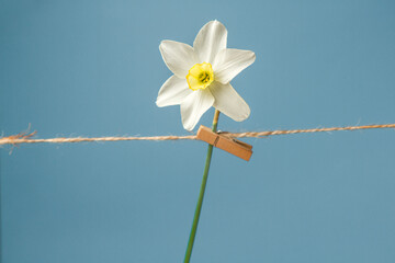 Narcissus on a blue background. Flower pinned to a rope