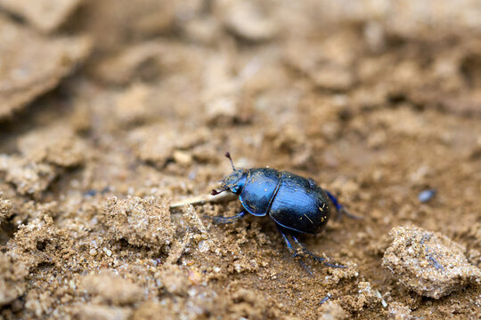 Dung beetle in summer close up.