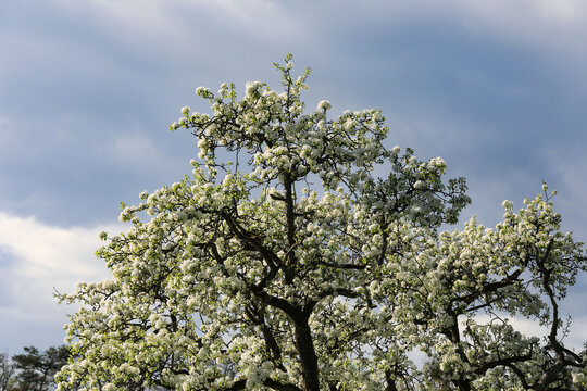 Bl&uuml;hender Birnbaum