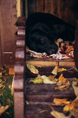 black labrador lies in a booth in autumn