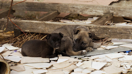 two stray puppies lying on the ground. destroyed building after shelling. war and pets. pets...