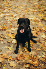 black labrador dog in the autumn park. walking with a dog in the park. a dog is a best friend. golden autumn and fallen leaves in the park and a dog